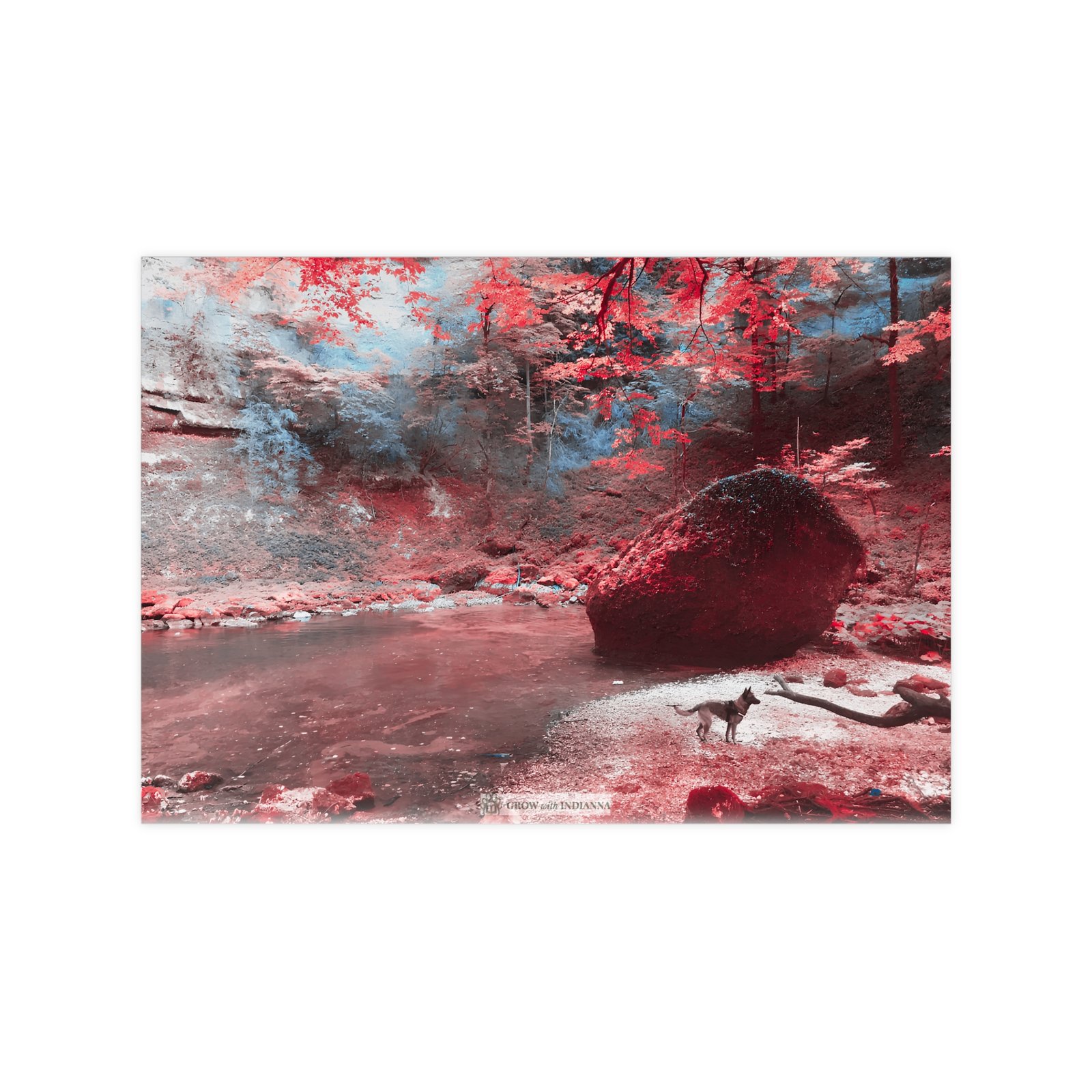 Affiche Photo Officielle "La Forêt Enchantée" – Collection Grow with Indianna – Image 40